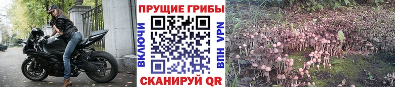 Галлюциногенные грибы Psilocybine cubensis  darknet официальный сайт  Лесосибирск 